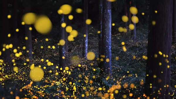 Fireflies (3)