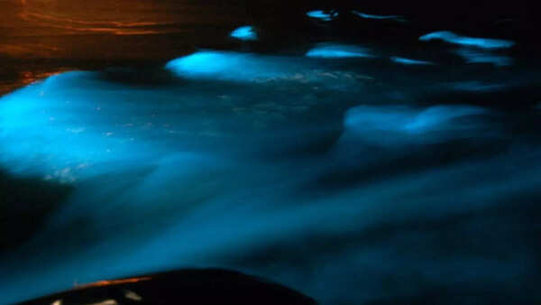 Luminous Lagoon, Jamaica