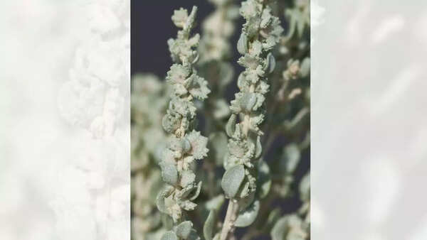 Atriplex tularensis