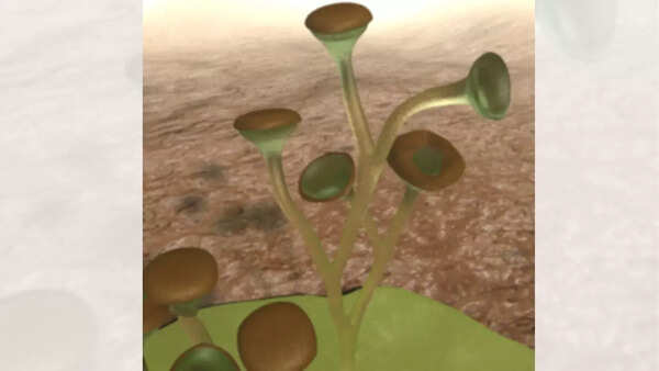 Cooksonia