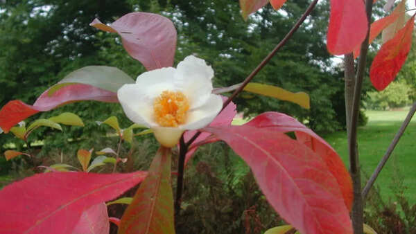Franklinia alatamaha