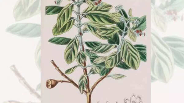Nesiota elliptica