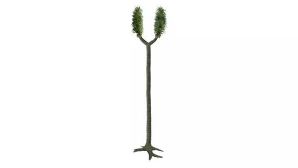 Sigillaria