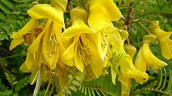 Sophora toromiro