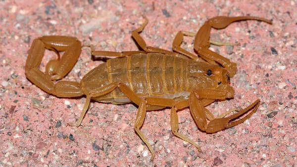 Arizona bark scorpion