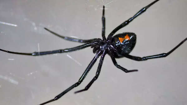 Black widow spider