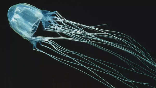 Box jellyfish