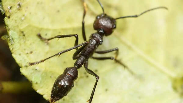 Bullet ant