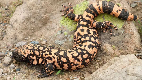 Gila monster