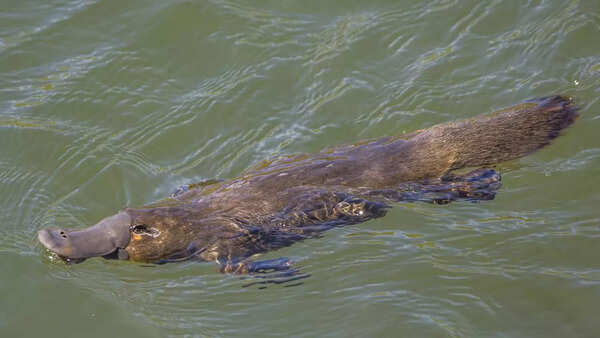 Platypus