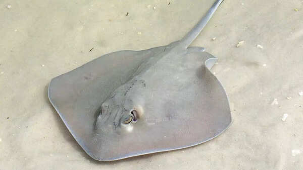Stingrays