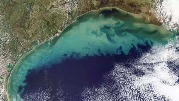 The Gulf of Mexico Dead Zone