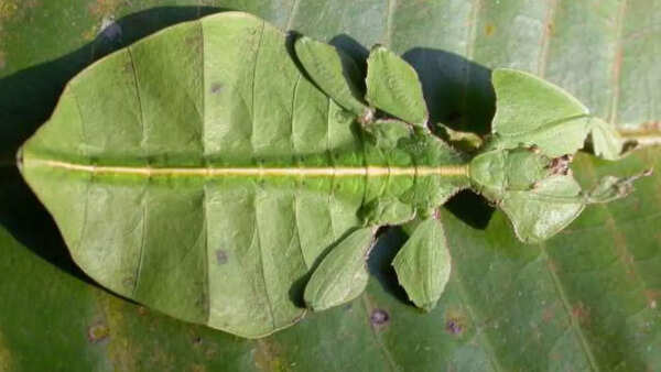 Giant leaf insect
