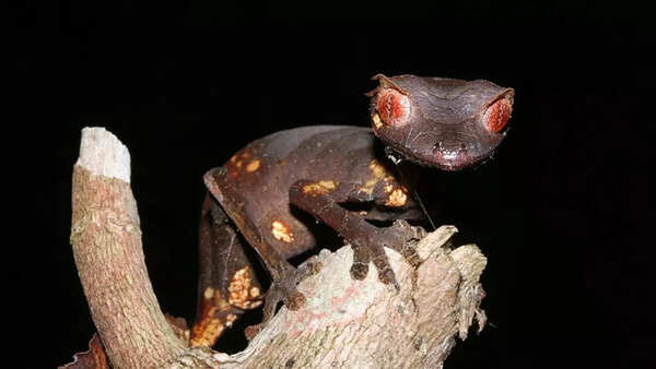 Satanic leaf-tailed gecko