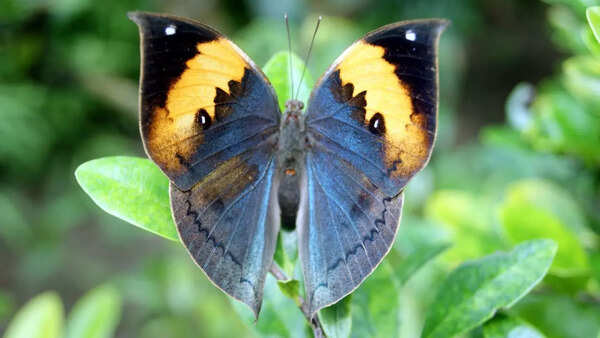 Indian oakleaf butterfly