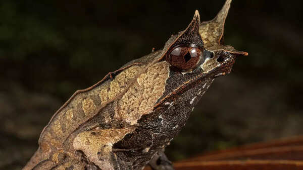 Malayan leaf frog
