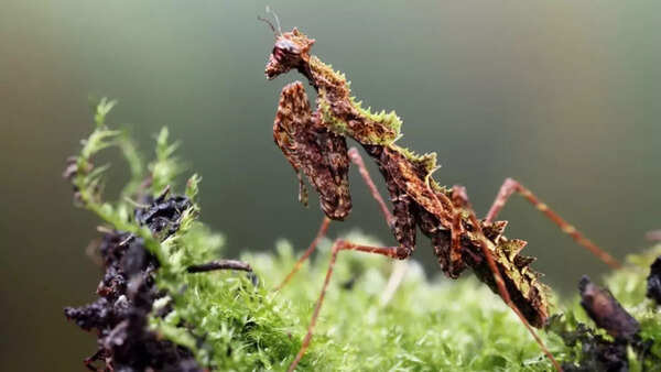 Moss mantis