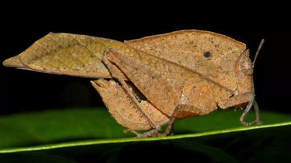 Dead-leaf grasshopper