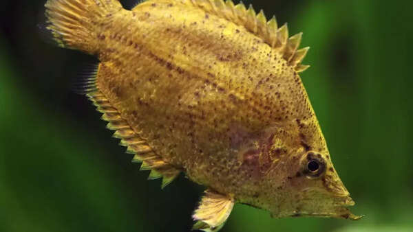 South American leaf fish