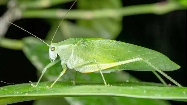 Leaf katydid