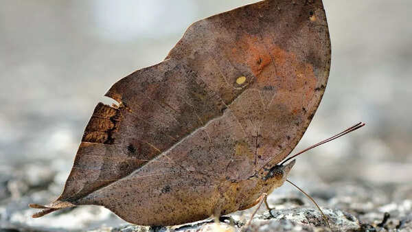 Dead-leaf moth
