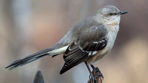 Northern mockingbird