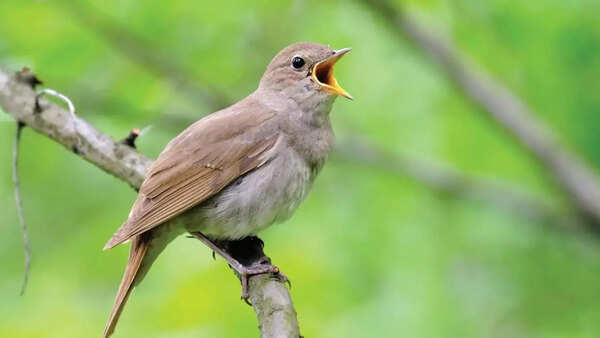 Common nightingale