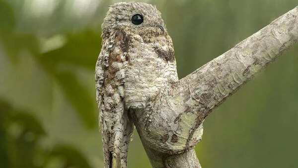 Great Potoo