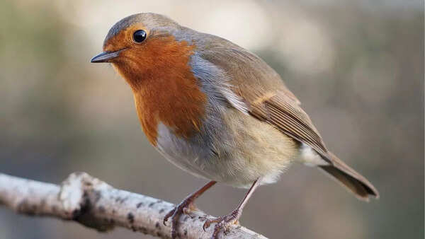 European robin