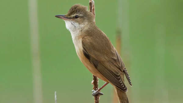 Great reed warbler