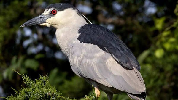 Black crowned night heron