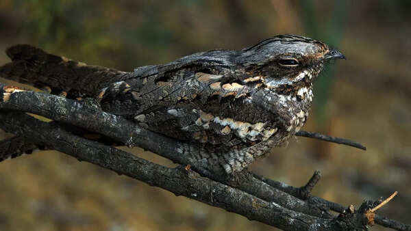 Eurasian nightjar