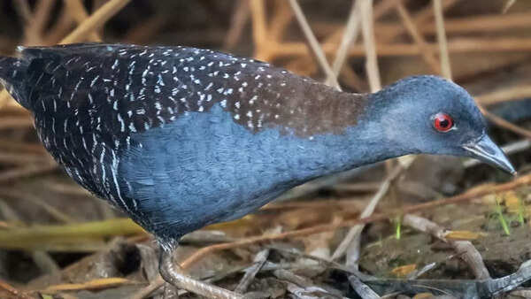 Black rail