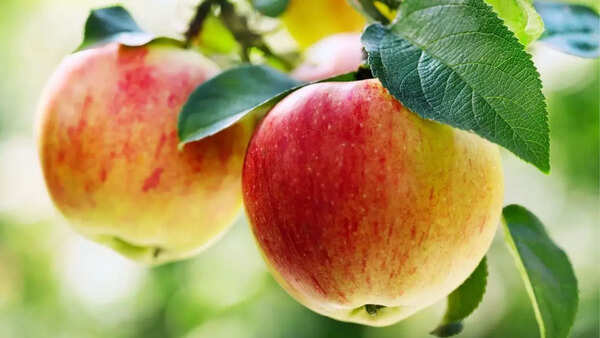 Apples