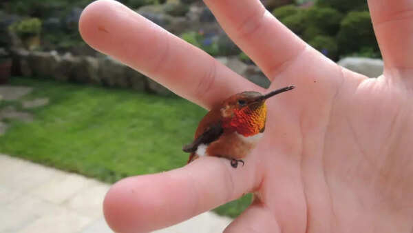 Bee Hummingbird