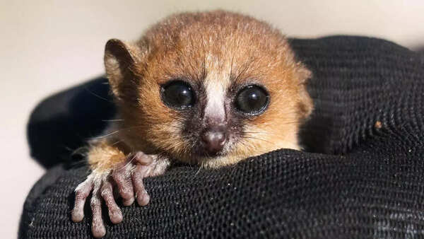 Mouse Lemur