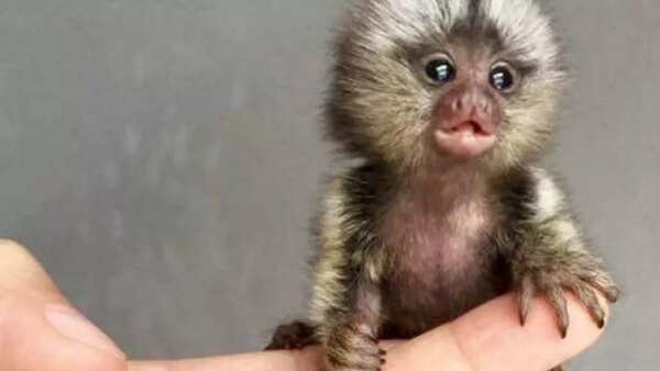 Pygmy Marmoset