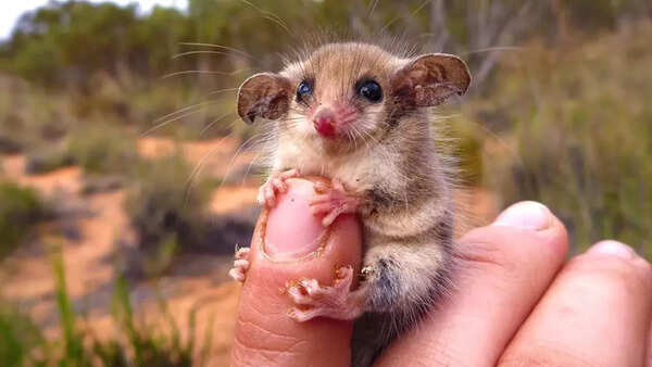 Western Pygmy Possum