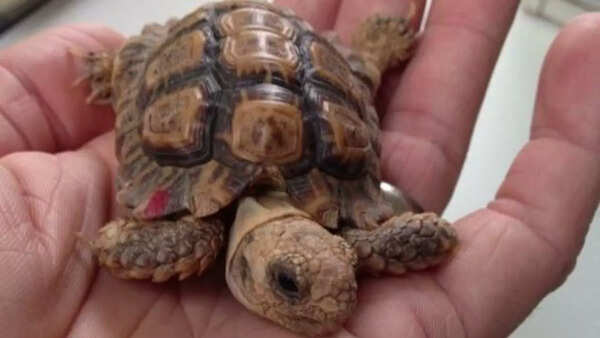 Speckled Padloper Tortoise