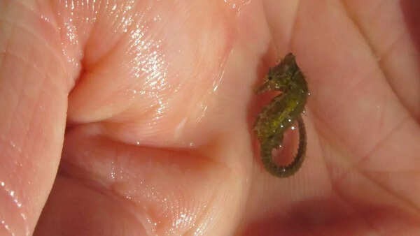 Pygmy Seahorse