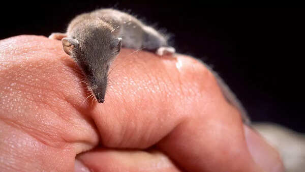 Etruscan Shrew