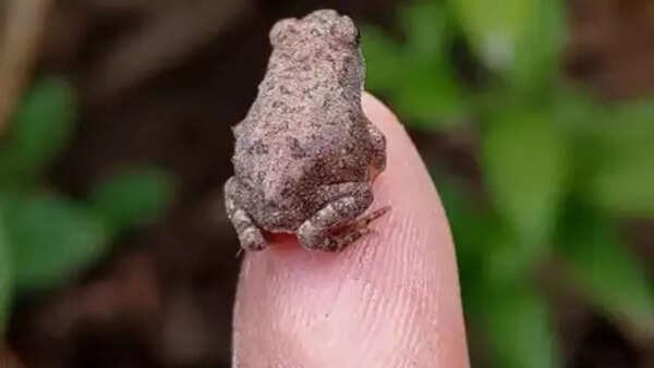Tom Thumb Frog (Mini Mum)