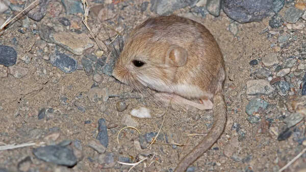 Pygmy Jerboa