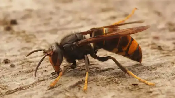 7. Vespa velutina – “Asian Hornet”