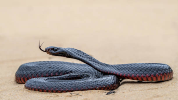 snake