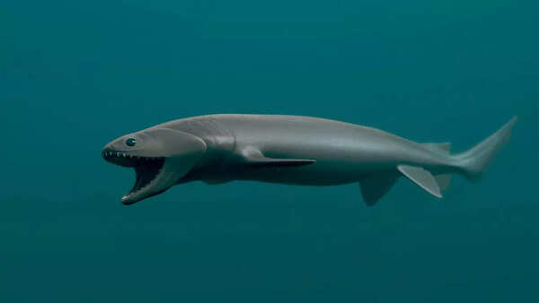 Frilled Shark