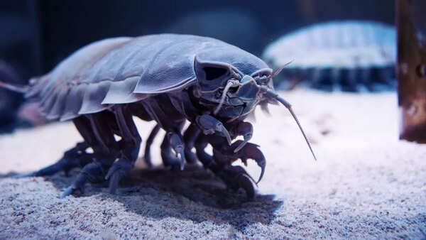 Giant isopod