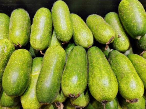 Also known as Petha, this pale and closer vegetable is a summer classic in traditional Indian diets. It has a cooling effect on the system is often used in juices or is cooked with minimal spices. Ash Gourd supports intestinal health, helps reduce the heat of the body and is excellent for hydration when the sun feels relentless. Ash pumpkin