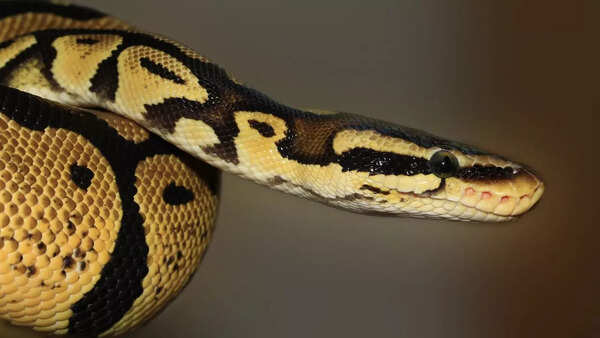 Indian Rock Python- Non-venomous