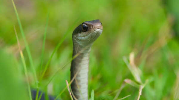 Indian Rat snake- Non venomous